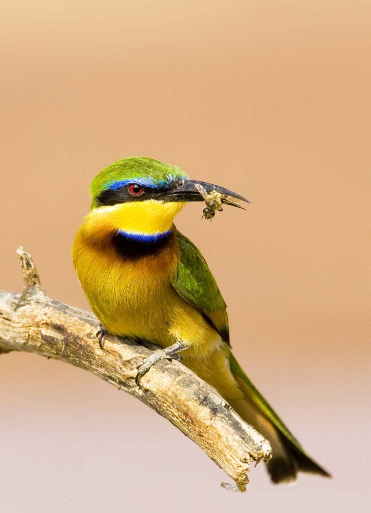 Kenya Little bee-eater bird on limb with a bee